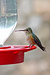 Broad-Tailed Hummingbird