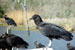 American Black Vulture