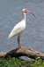 White Ibis